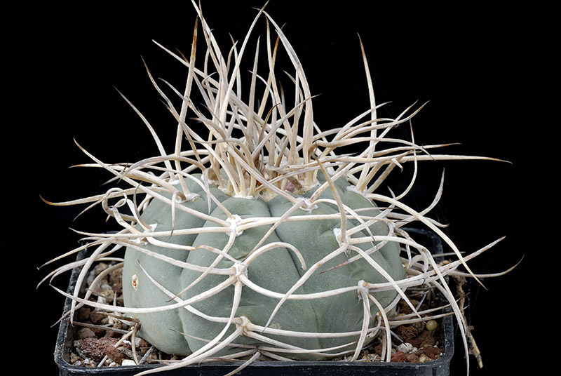 Gymnocalycium cardesianum D. 8  € 10.00.jpg